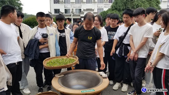 采茶制茶初体验  学农助农乐陶陶