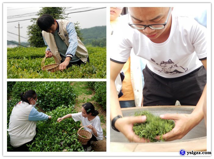 采茶制茶初体验  学农助农乐陶陶