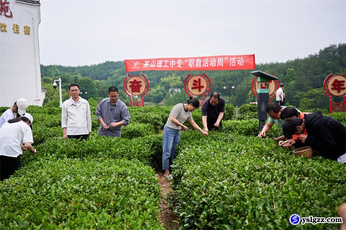 采茶制茶初体验  学农助农乐陶陶