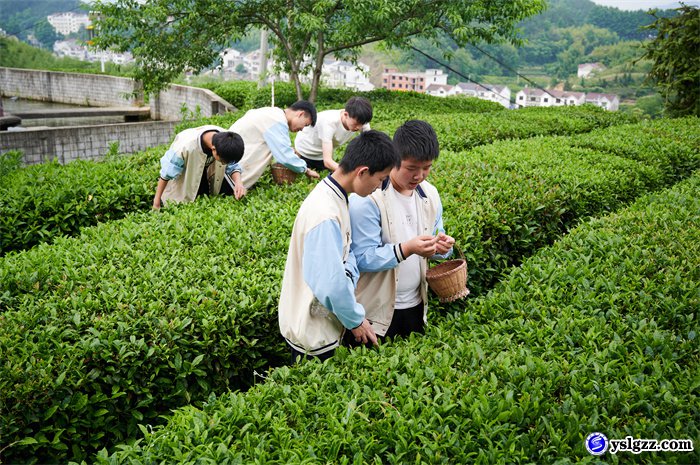 采茶制茶初体验  学农助农乐陶陶