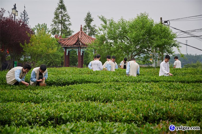 采茶制茶初体验  学农助农乐陶陶