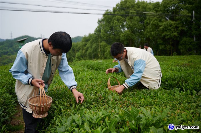 采茶制茶初体验  学农助农乐陶陶